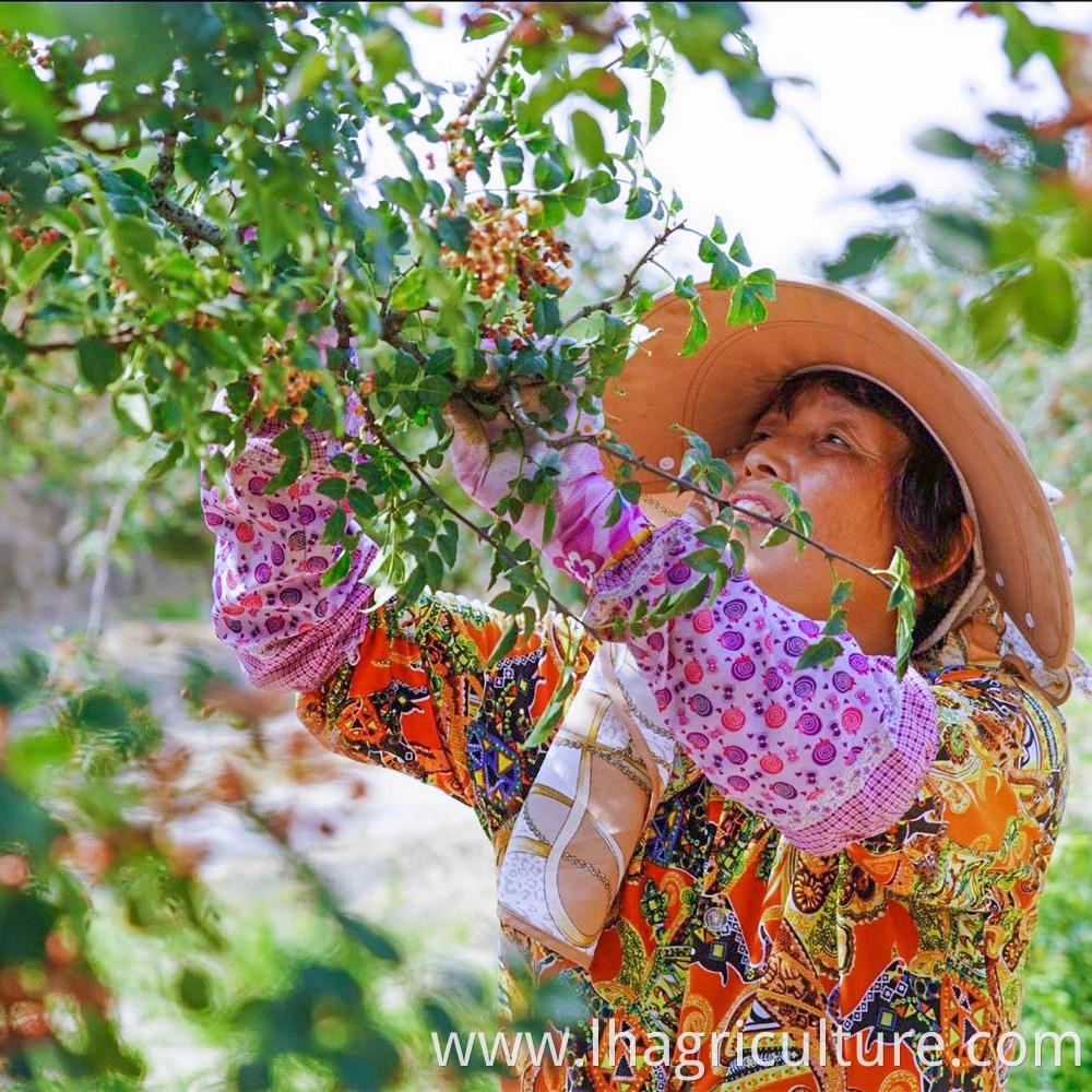 Picking Red Pepper